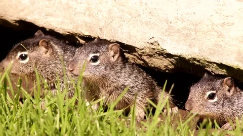 3 Young babies Rock squirrels in their den Stock-Footage 131662006