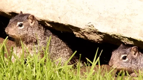 3 Young babies Rock squirrels in their den Stock-Footage 131662030