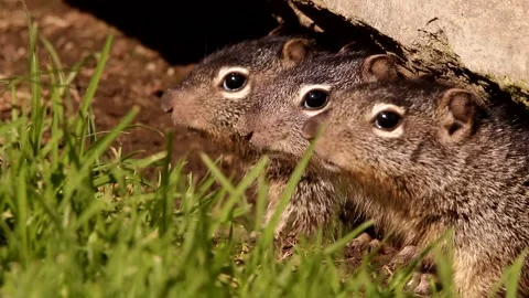 3 Young babies Rock squirrels in their den Stock-Footage 131662083