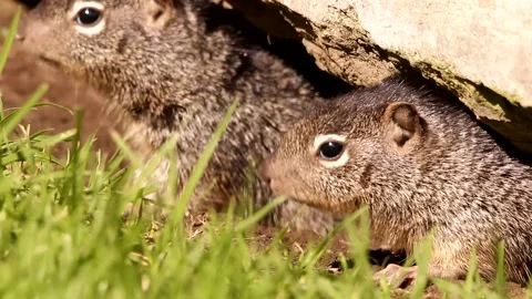 3 Young babies Rock squirrels in their den Stock-Footage 131662091