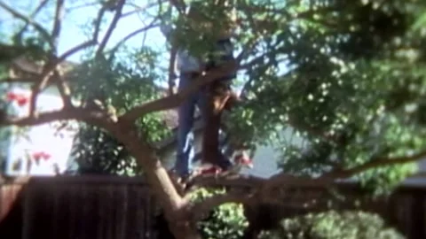 3 young boys climbing tree Stock Footage 194522361