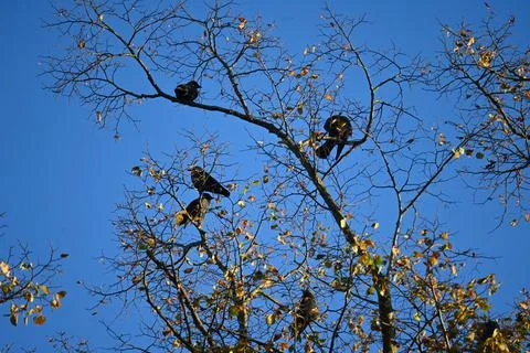3 Young Crows in Blue Sky Stock Photos