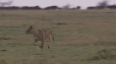 3 Young lions playing Stock Footage 12658058