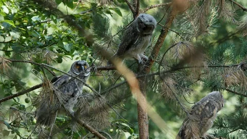 3 young long-eared owls turning head, wildlife - Asio otus - UHD/4K stock video Stock Footage 112282943