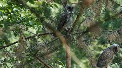 3 young long-eared owls - 1 flying away, wildlife - Asio otus - 4K stock video Stock Footage 112282971