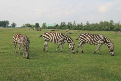 3 Zebras 写真素材