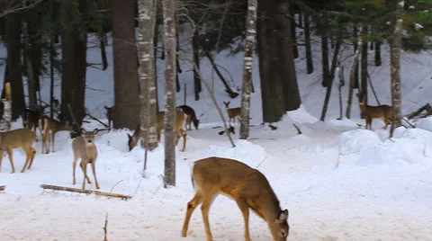 30 deer in the woods Stock Footage 23736138