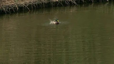 30-duck bathes 库存影片 126999411