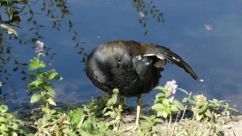 30. Moorhen Pruning Stock Footage 139373613