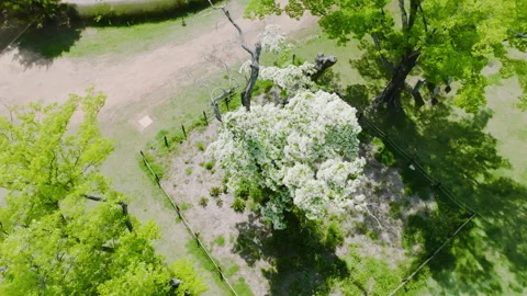 30.The oldest Lee Pop Tree in Korea. a leafy tree with beautiful white leaves Stockbeeldmateriaal 303510985