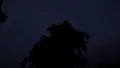 30 seconds Ornamental Palm Tree Illuminated by Thunderstorm Lightning 16x9 Footage
