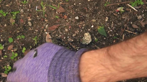 30 Seconds of Weeding a Garden Vídeo Stock 104670167
