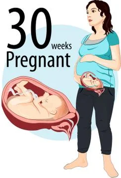 30 weeks pregnant Stock Illustration