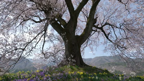 300-Year Old Big Cherry Tree Swaying in the Wind Stock Footage 151679446