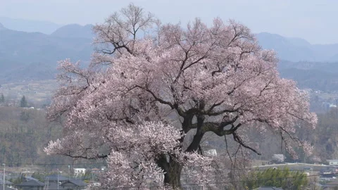 300 Year Old Big Cherry Tree in Full Bloom Waving in the Wind (Slow Motion) 스톡 동영상 205876381