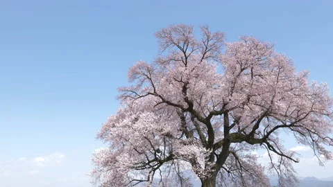 300 Year Old Cherry Tree Swaying in the Wind Stock Footage 151090277