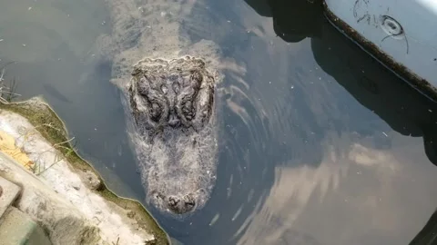 300-year-old crocodile Stock Footage 133919295