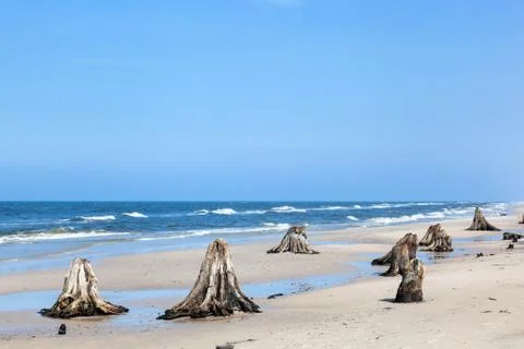 3000 years old tree trunks on the beach after storm. Slowinski National Park, Stock-Fotos