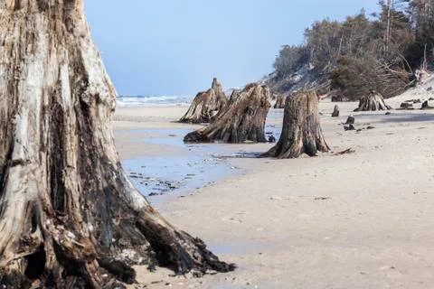 3000 years old tree trunks on the beach after storm. Slowinski National Park, Stock Photos