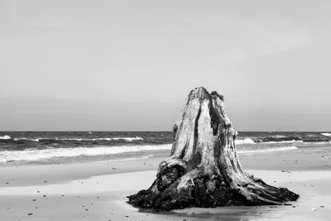 3000 years old tree trunks on the beach after storm. Slowinski National Park, 스톡 사진