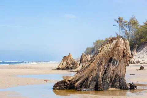 3000 years old tree trunks on the beach after storm. Slowinski National Park, Stock-Fotos