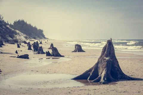 3000 years old tree trunks on the beach after storm. Slowinski National Park, Stock-Fotos