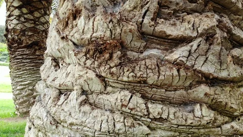 302 Palm tree bark close up Stock Footage 88661692