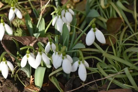 3033-first spring flower Stock Photos
