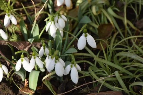 3034-first spring flowers Stock Photos