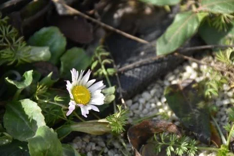 3036-small spring flowers Stock Photos