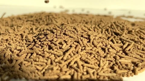 3099145503 original Video stock 221265489