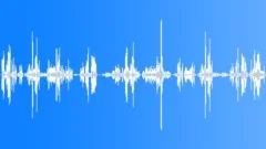 30SecondsWildBirdsLOOP Sound Effect