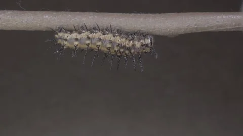 30X time lapse macro shows caterpillar spinning silk button for metamorphosis Stock Footage 68310300