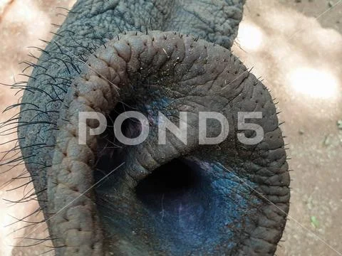 31 African Elephant close encounter sanctuary trunk clo Stock Photos