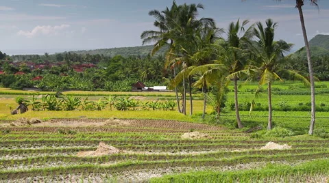 31 Bali HD P JPEG 25fps 20sec Stock Footage 2005100