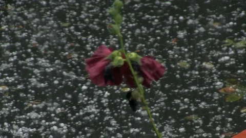 31-flower, hail 库存影片 126999522
