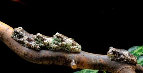 3+1 frogs on a branch Stock Photos