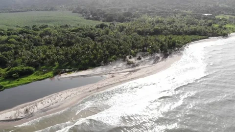 31 Palomino Stock Footage 135764667