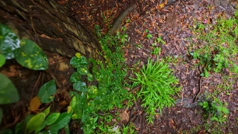 31 Slide Down Shot of Tree Covered with Vines and Small Leaves Stock Footage 313648845