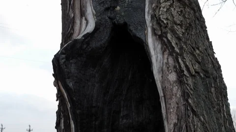 31 A tree after a fire, a charred ash trunk, parasitized, pollution litter b Stock Footage 124302322