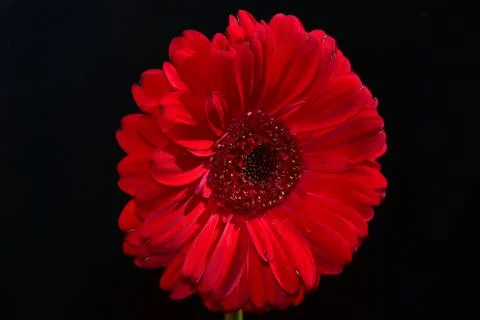 3102-red gerber Foto stock