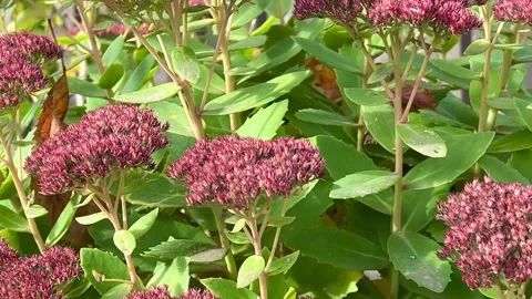 3103620463 original Video stock 221265367