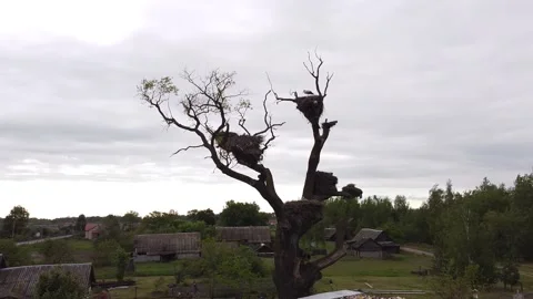 31.051 Stock Footage 196000183