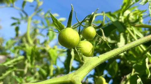 3111687325 original Video stock 221264983