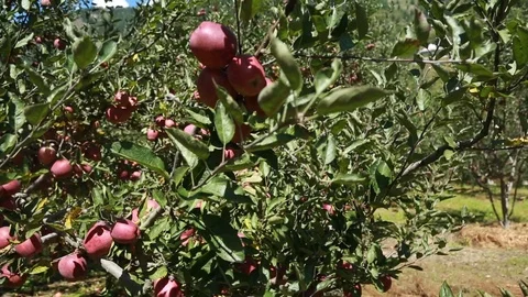 312 apple video Stock Footage 108295238