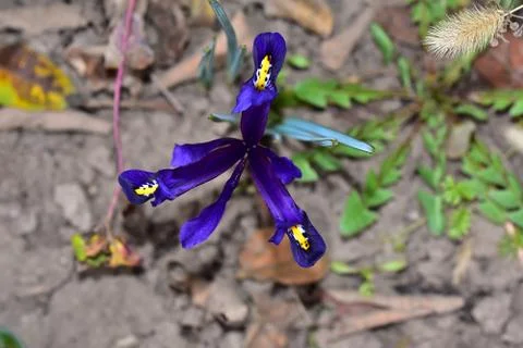 3120-small iris Foto stock