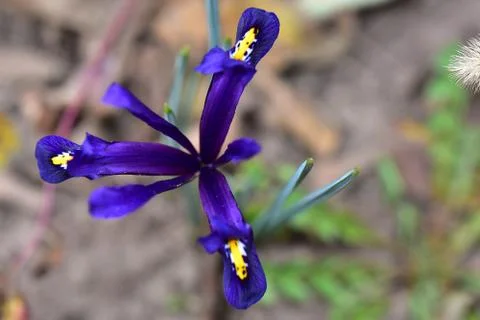 3122-small iris Stock Photos