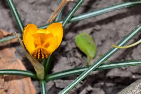 3125-yellow crocus Stock Photos