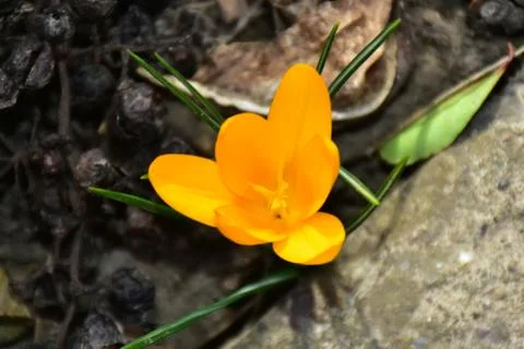 3128-yellow crocus Stock-Fotos
