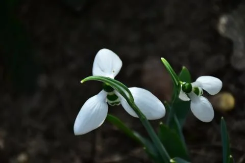 3130-first spring flowers Stock Photos
